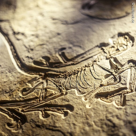 Dinosaurier-Park Altmühltal GmbH