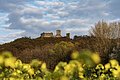 Rapsfeld, hinten Burgruine Wolfstein,  Neumarkt in der Oberpfalz, Bayern, Deutschland,