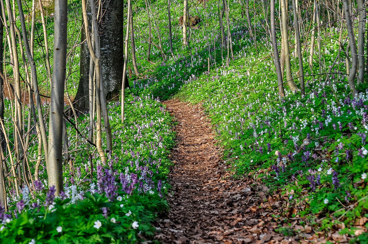 Wanderweg im Frühling in Neumarkt