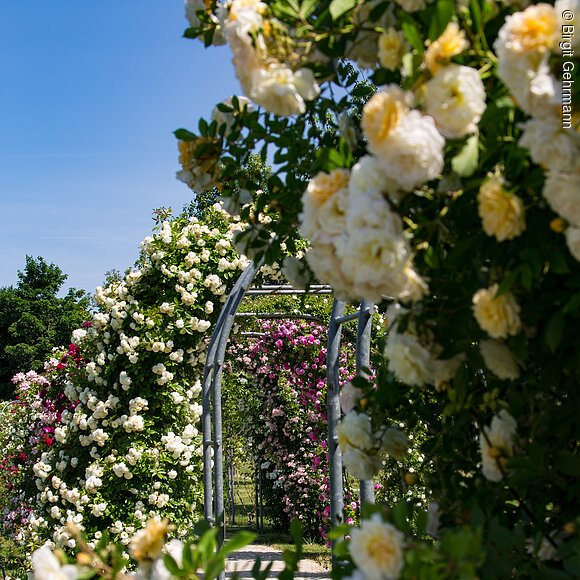 Rosengarten am Klinikum Neumarkt